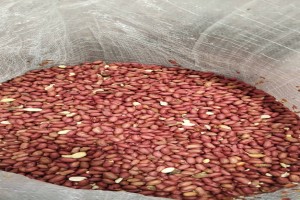 CG7 Ground Nuts from Malawi